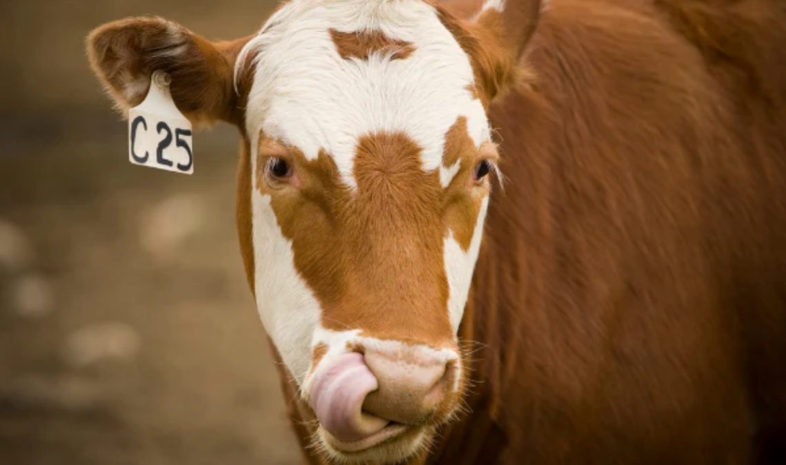 Essential Tips for Choosing the Right Animal Identification Tags