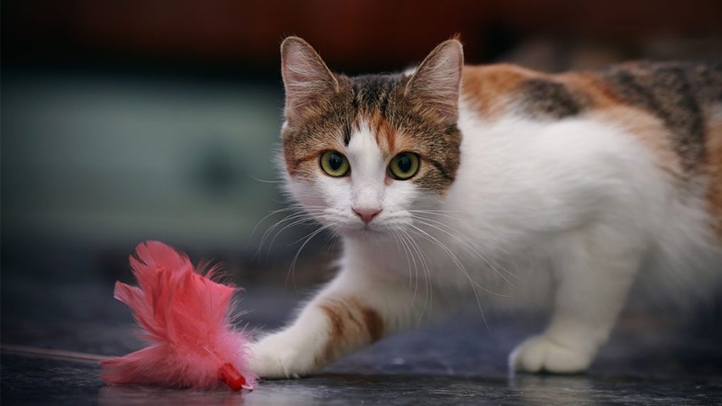 5 Fun Indoor Toys for Your Pet Cat