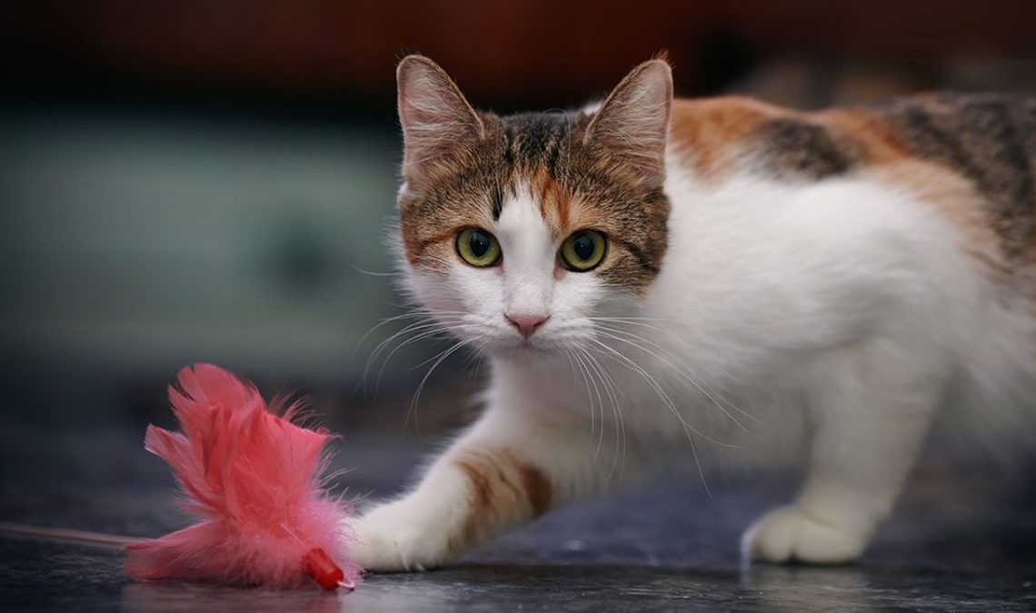 5 Fun Indoor Toys for Your Pet Cat